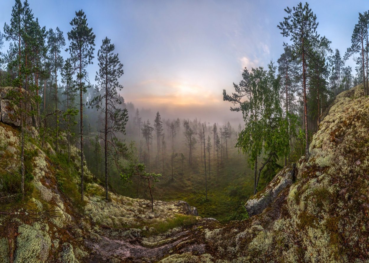 Лес болото Ленинградской области