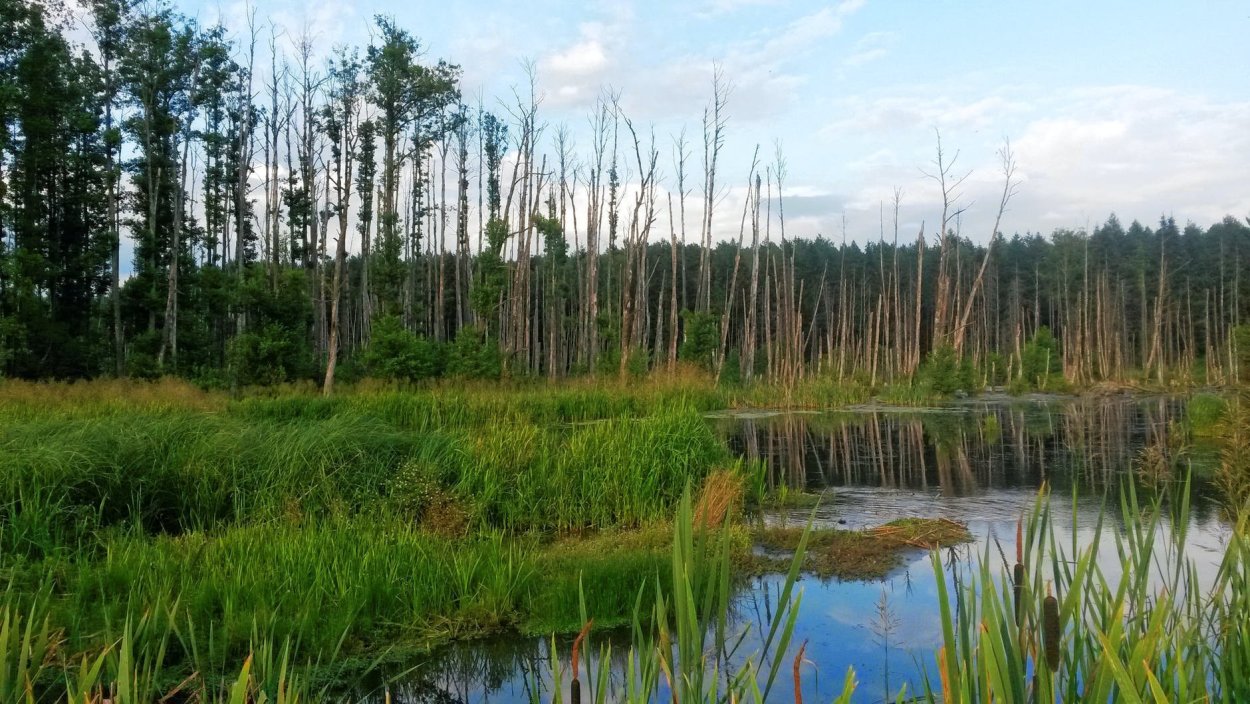 Болото железное Марий Эл