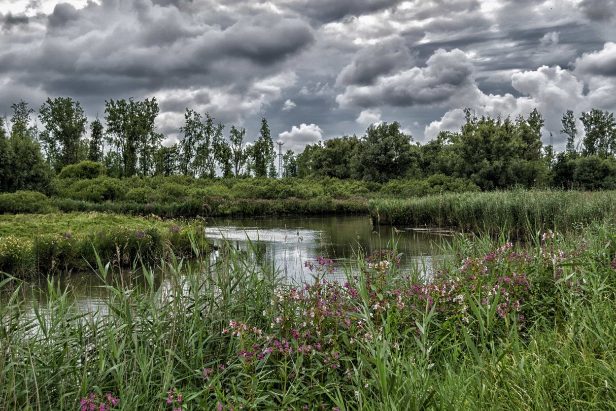 Сюрьевское болото