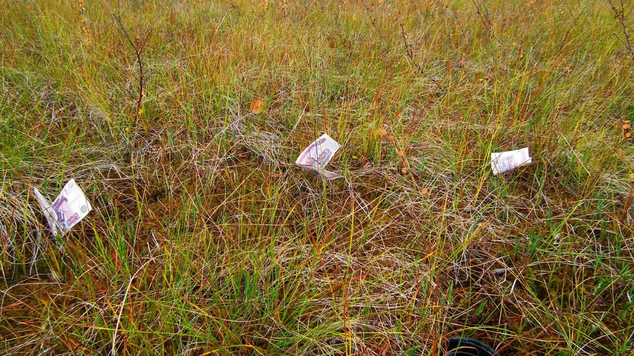 Таменгонтское болото клюква