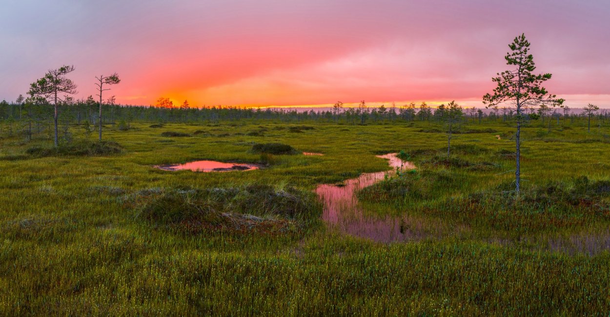 Болота Ленинградской области