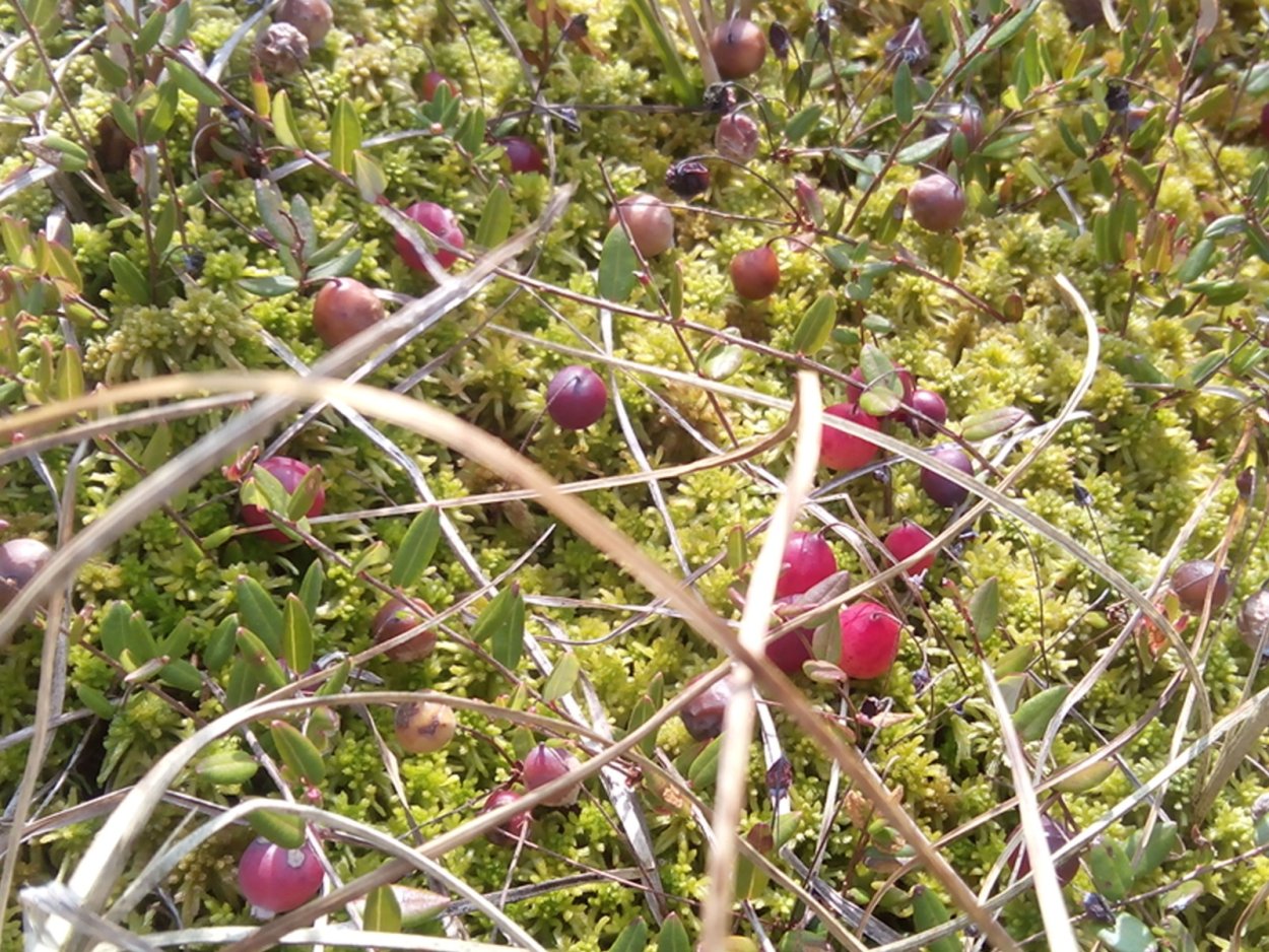 Клюква на болоте Воронежская область