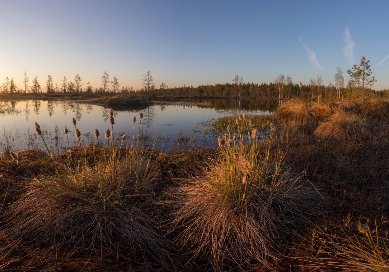 Болото Озерное Ленинградской области