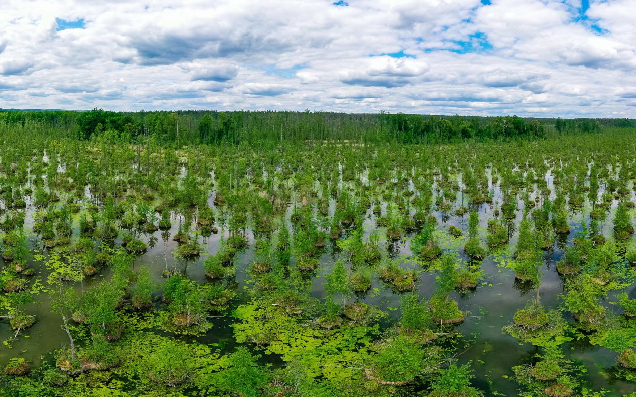 Болото Харвязи