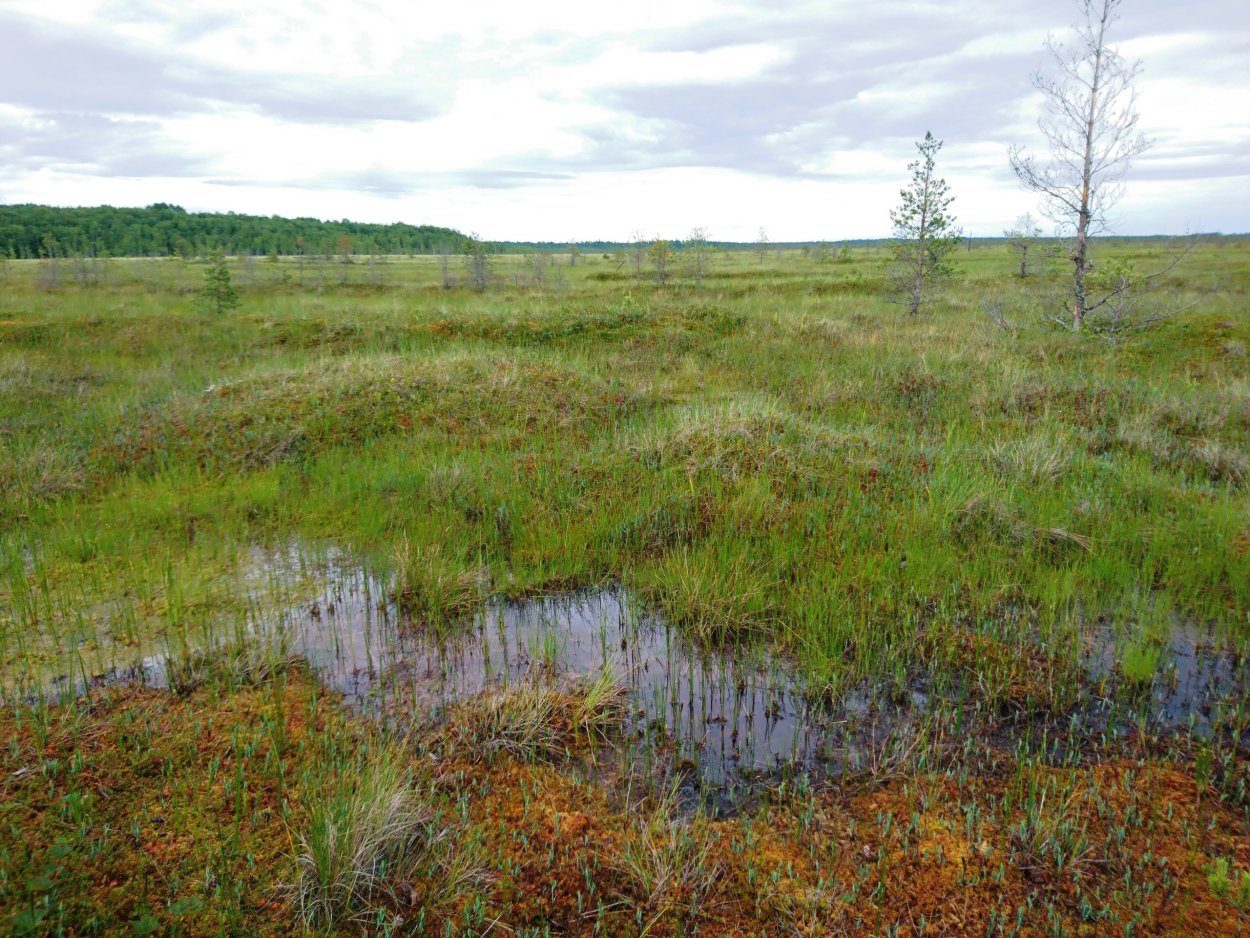 Заказник Глебовское болото