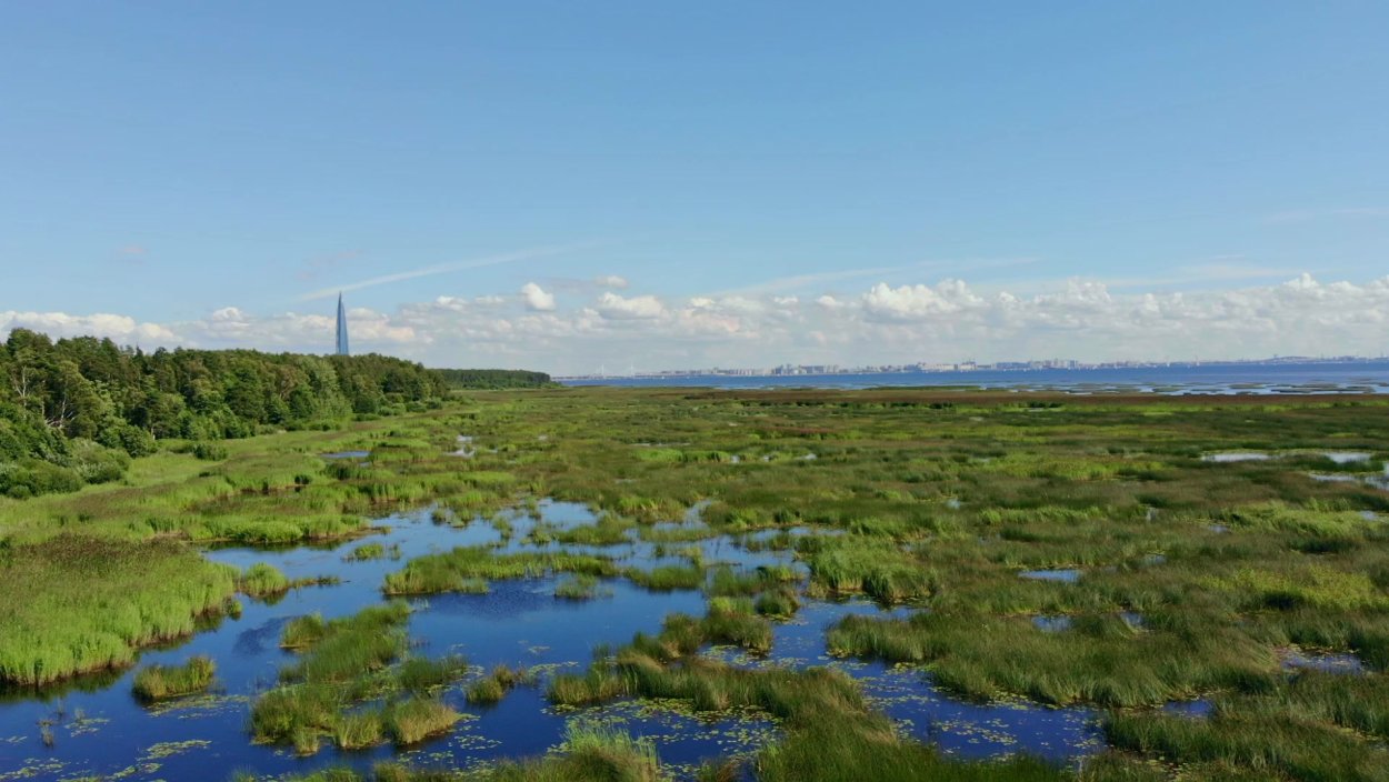 Тахтинское болото