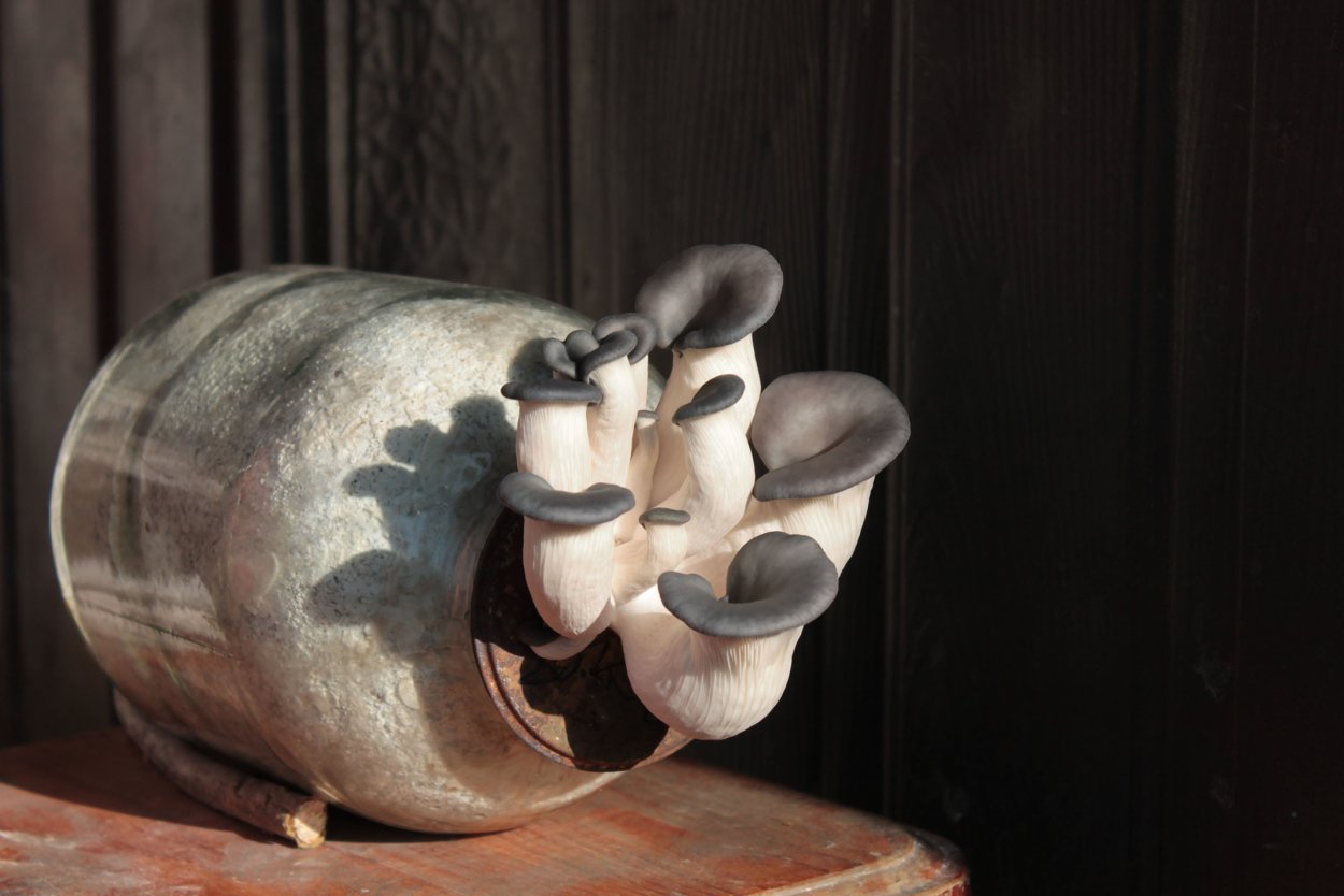 Штамм вешенки т54