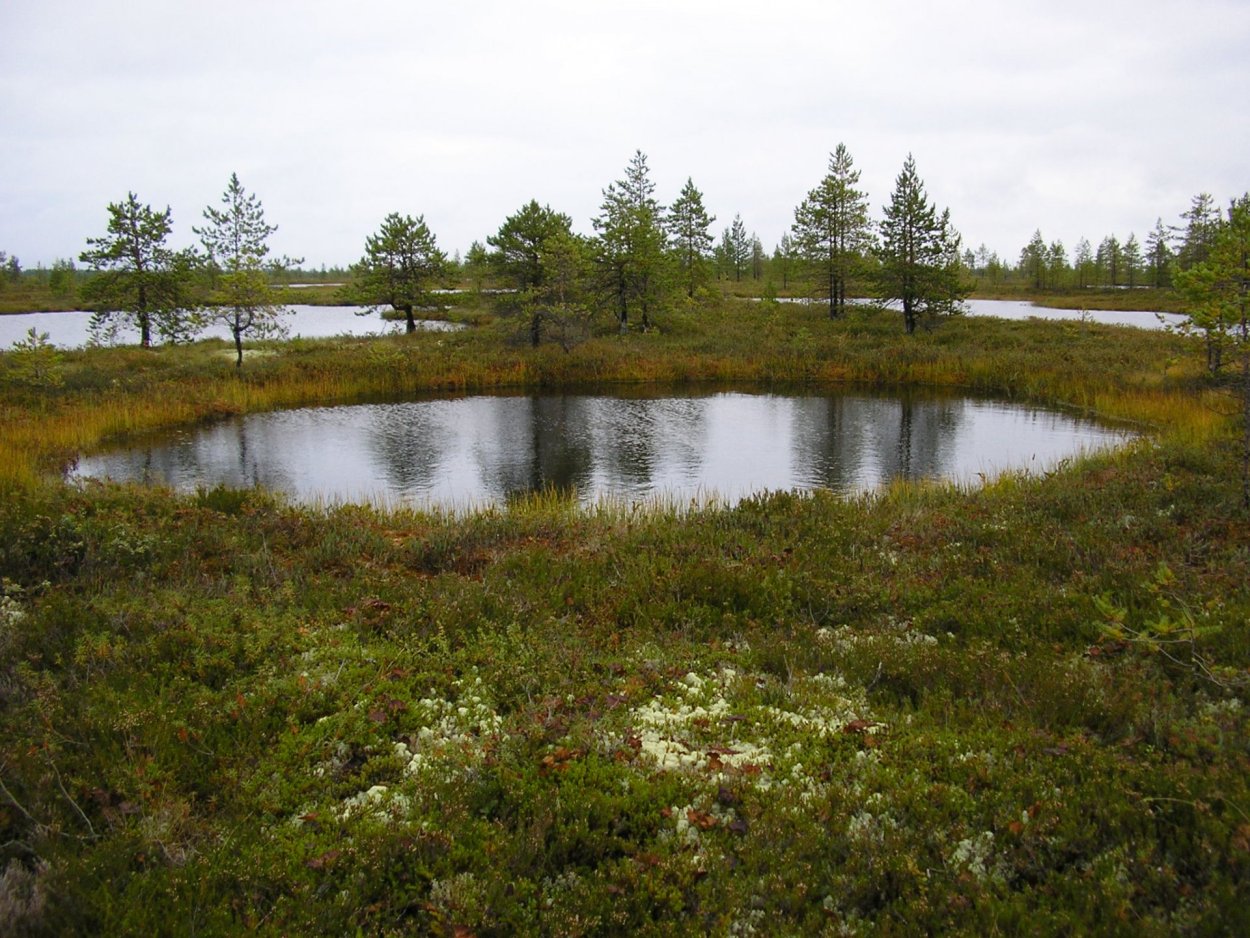 Водлозерский парк болота