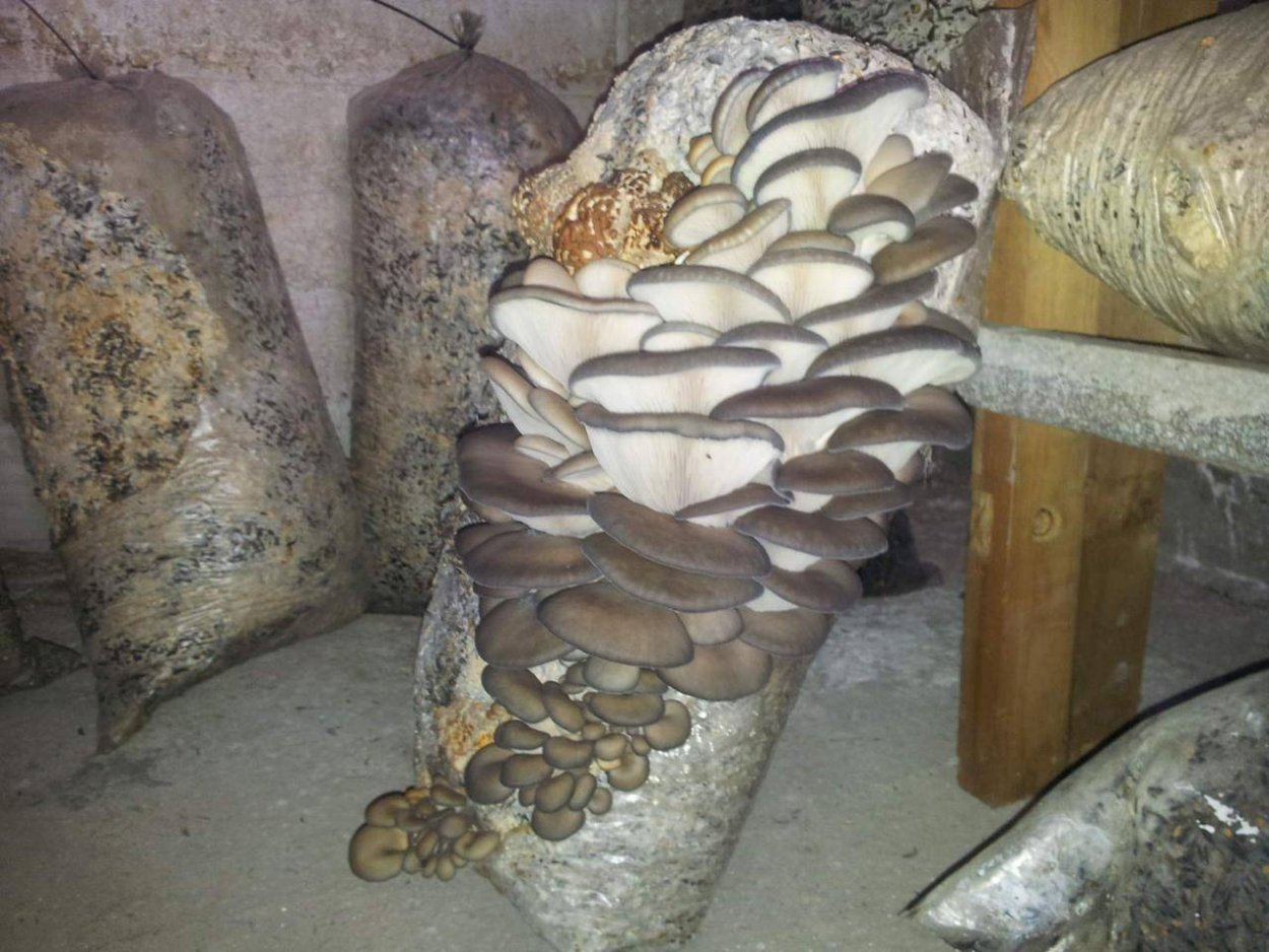 Домашняя грибница вешенки