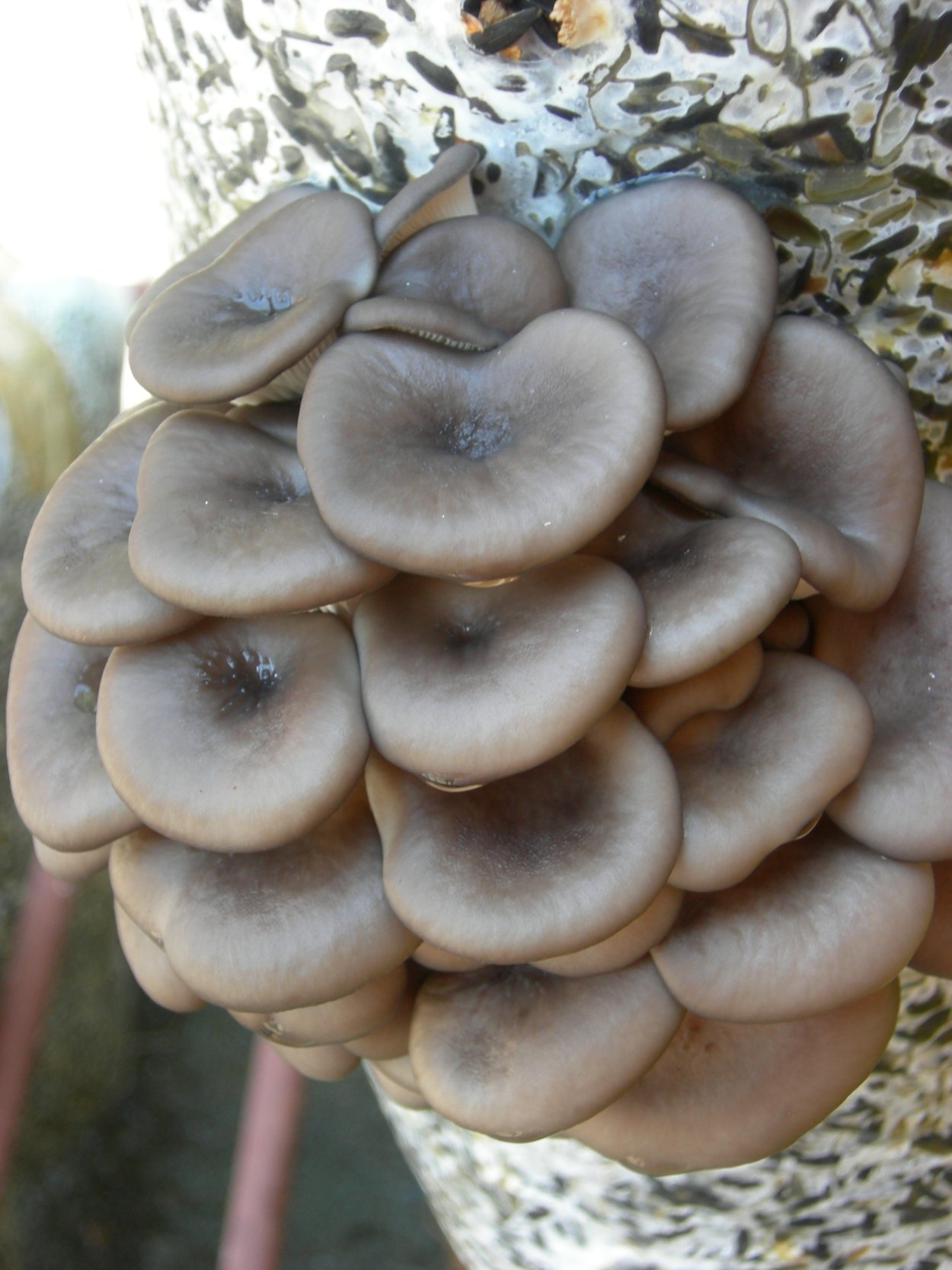 Гриб вешенка а8