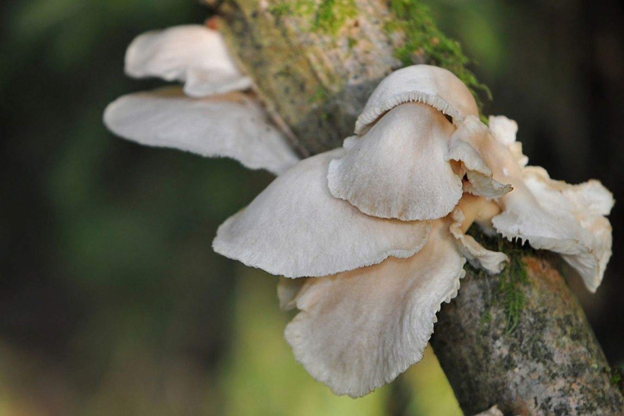 Поганка вешенка