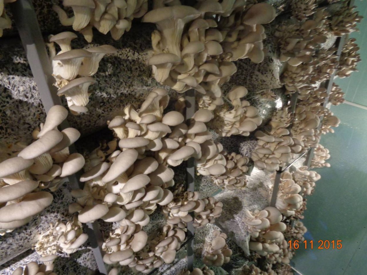 Мицелий вешенка 250