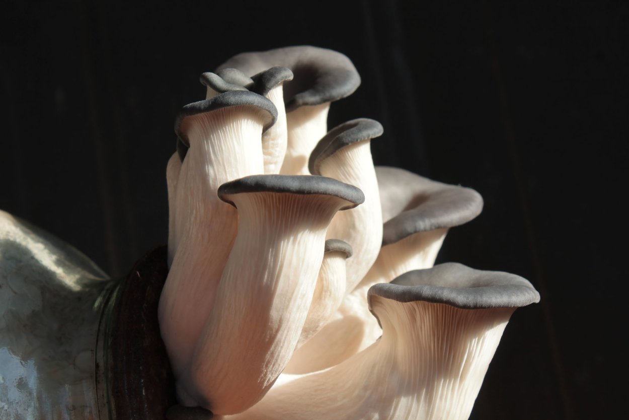 Чёрный принц штамм вешенки