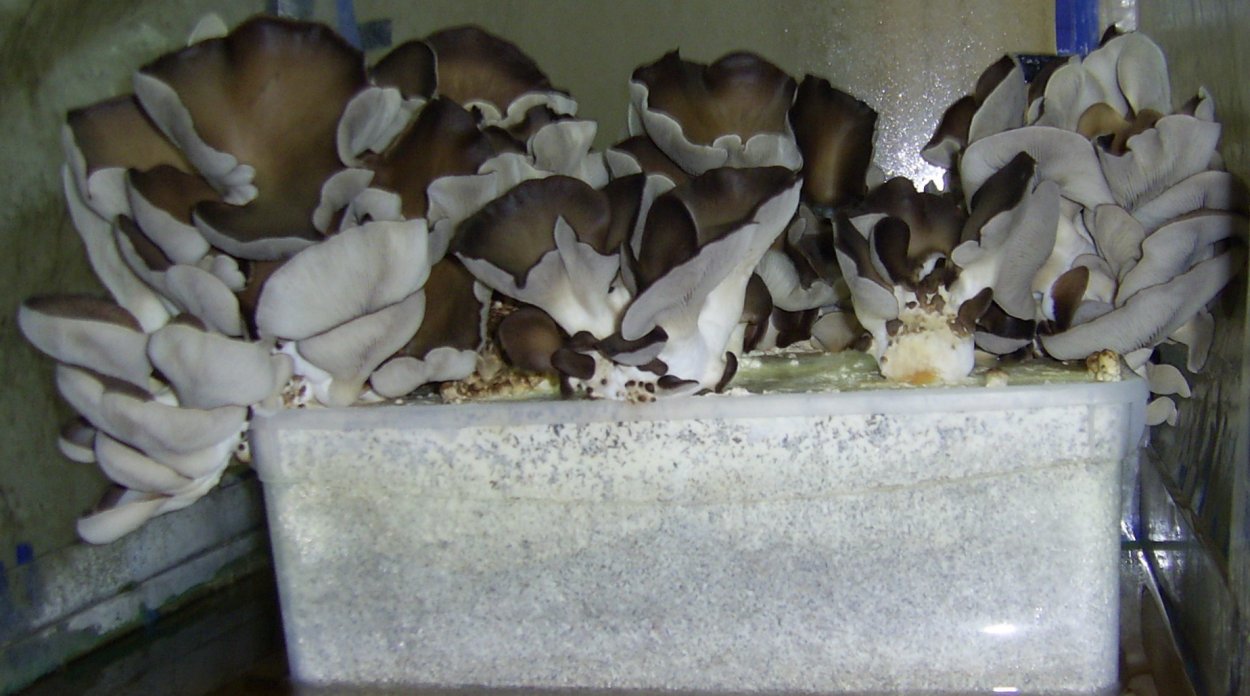 Вешенка Криос