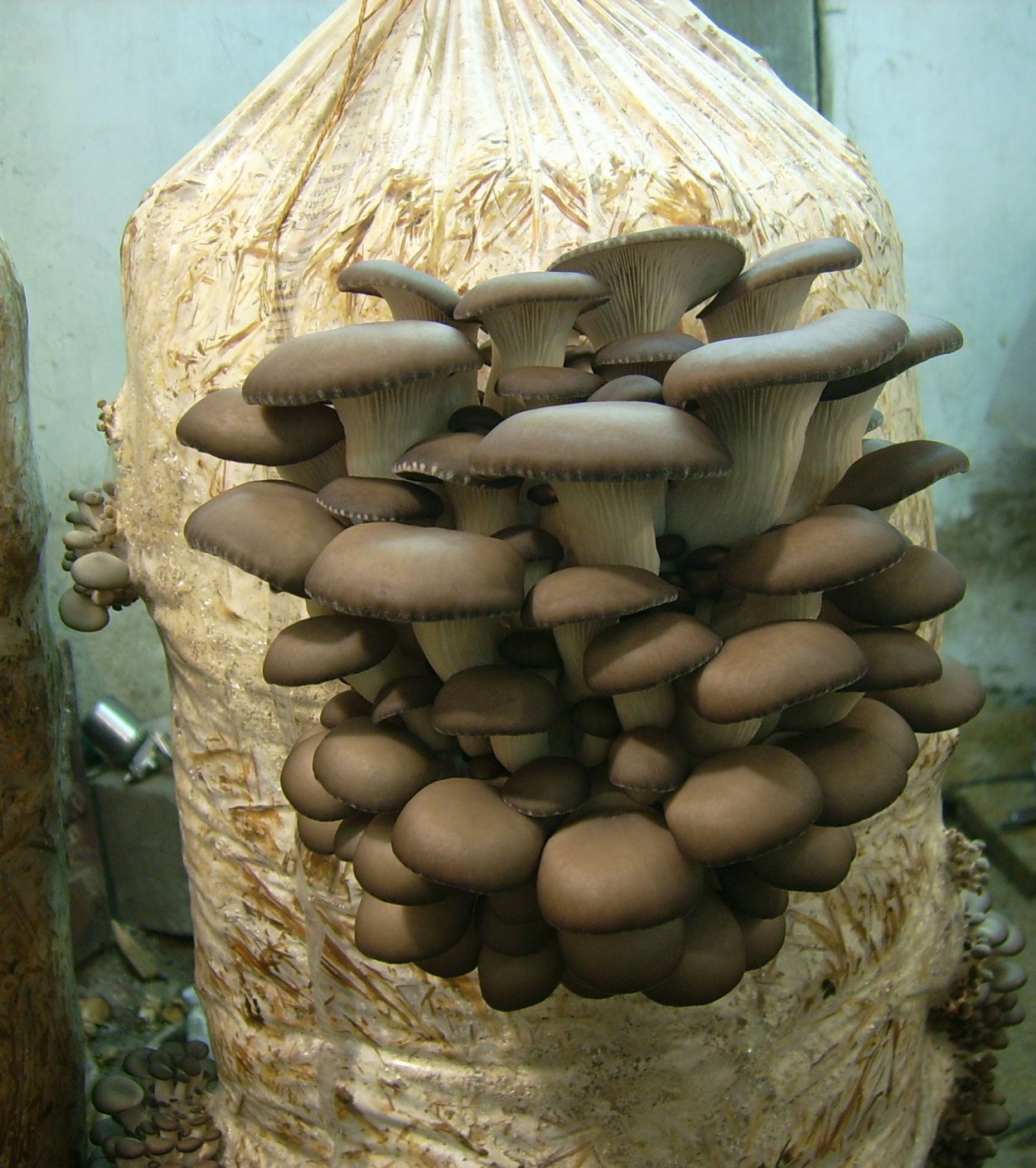 Вешенка на бревнах