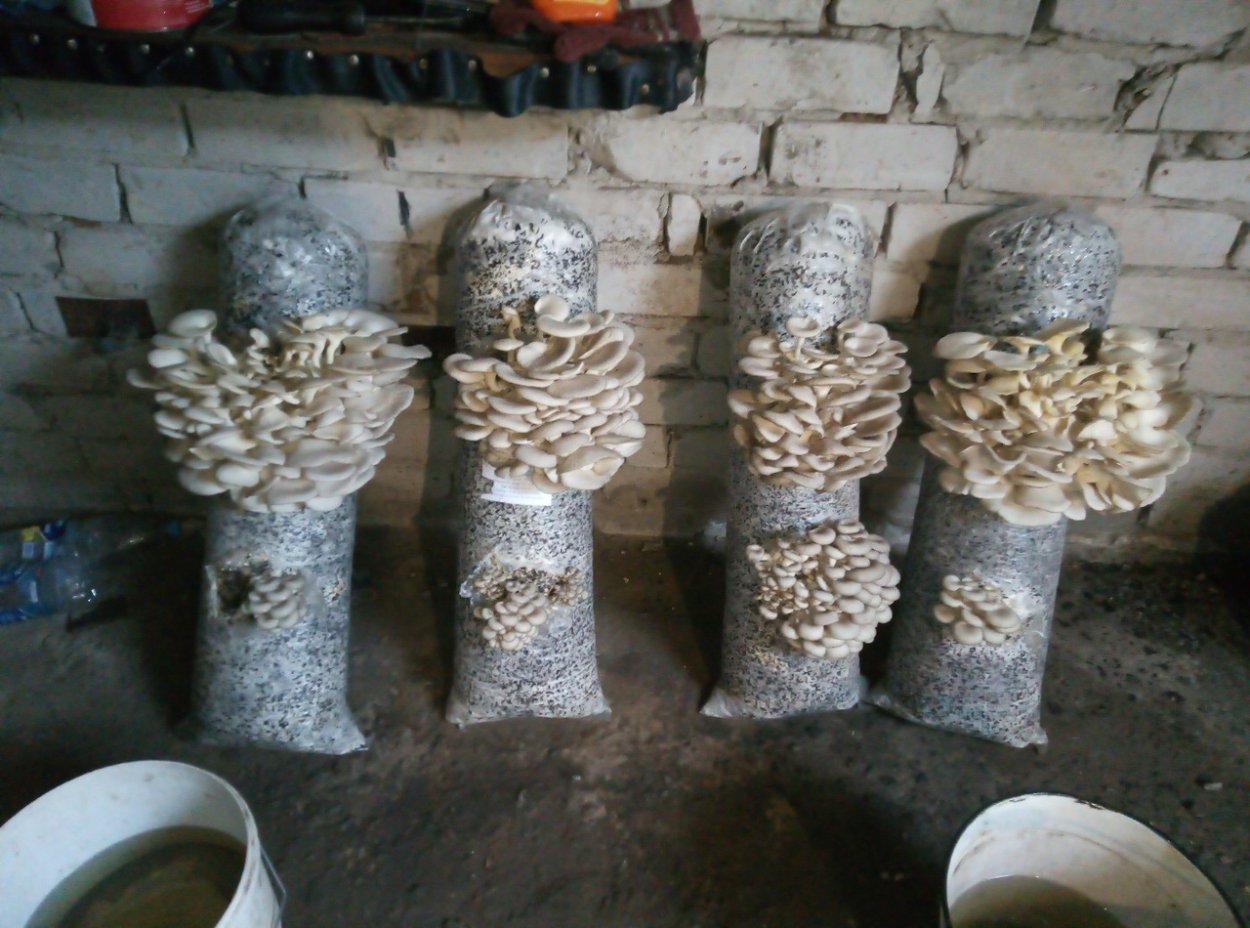 Блоки для грибов вешенки