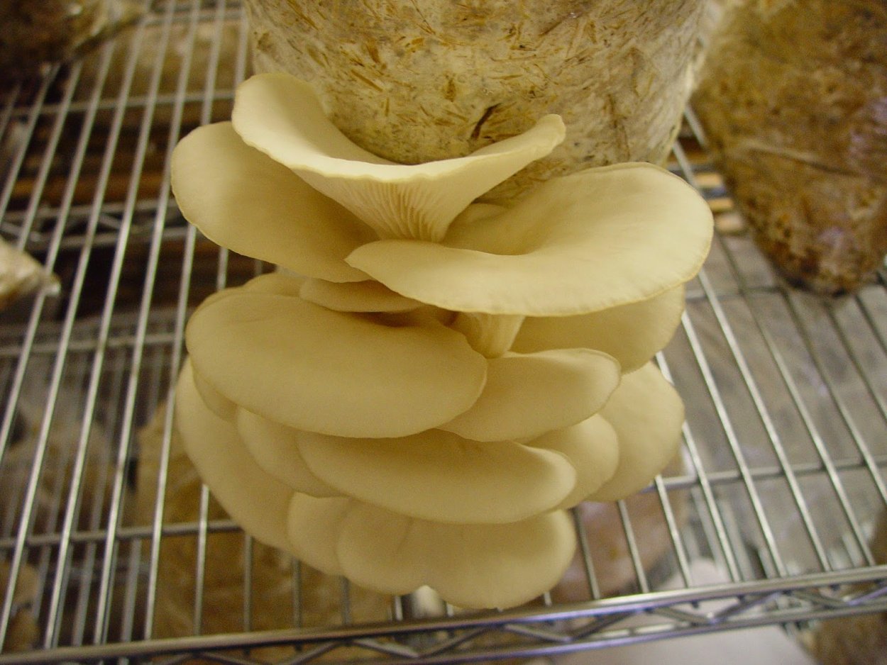 Посевной материал грибов, производители