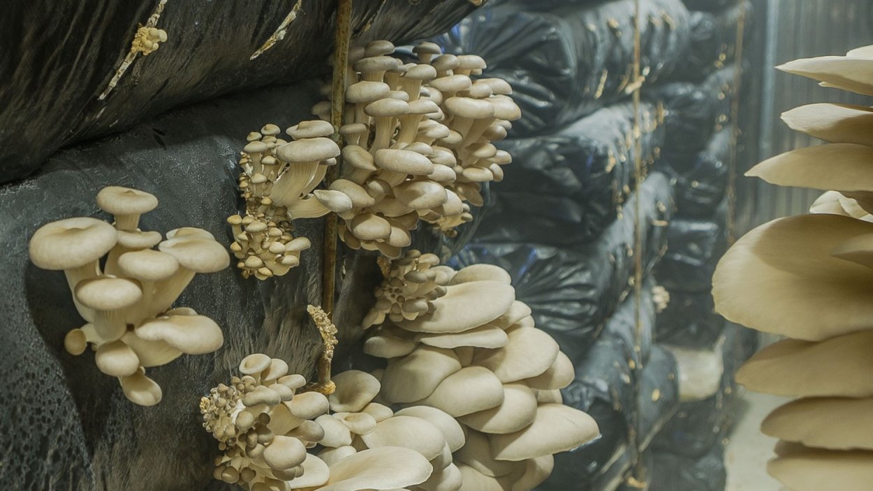 Вешенки парниковые