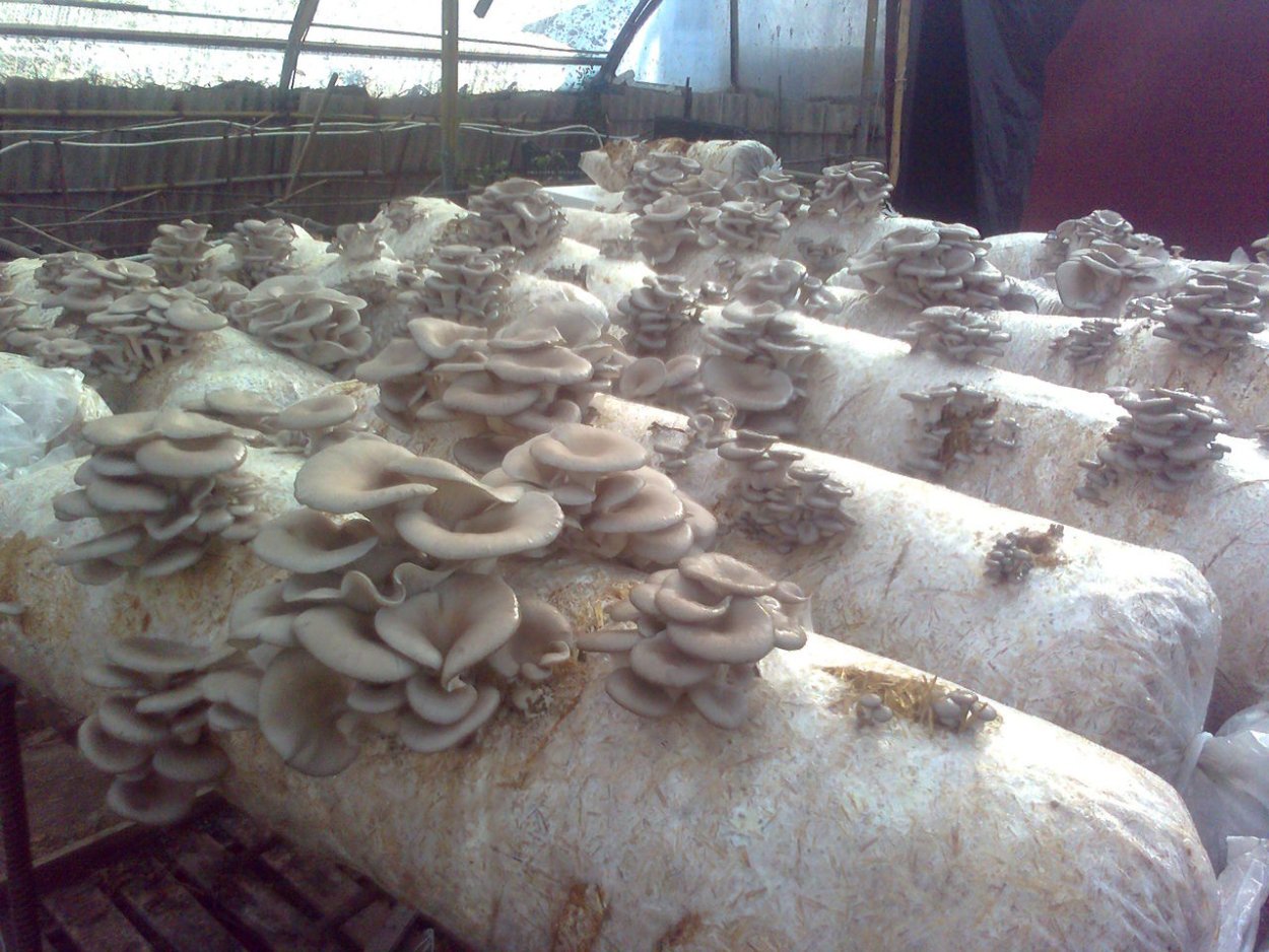 Блок вешенки зарастание