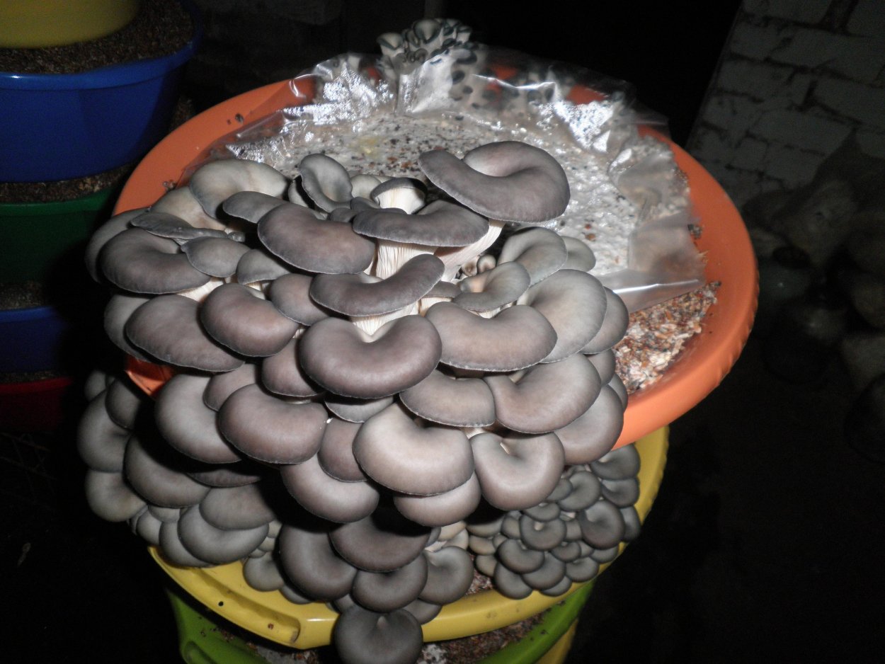 Вешенка рассада