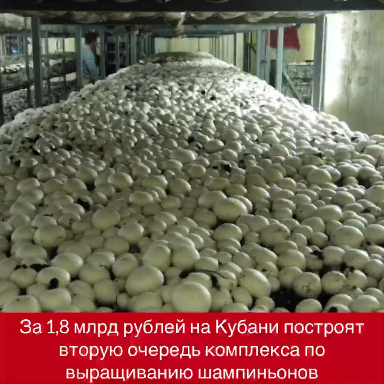 Ферма шампиньонов