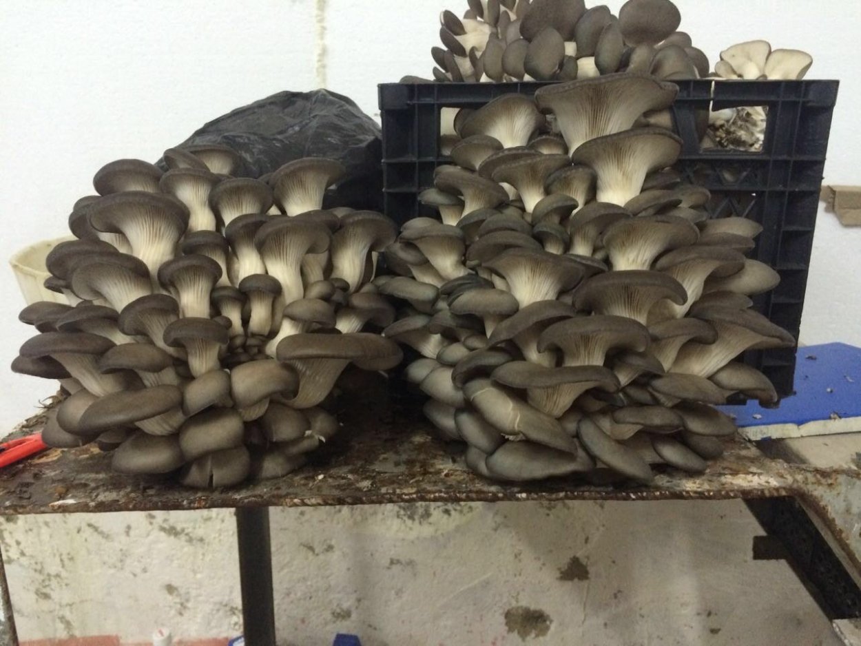 Вешенка черная Жемчужина