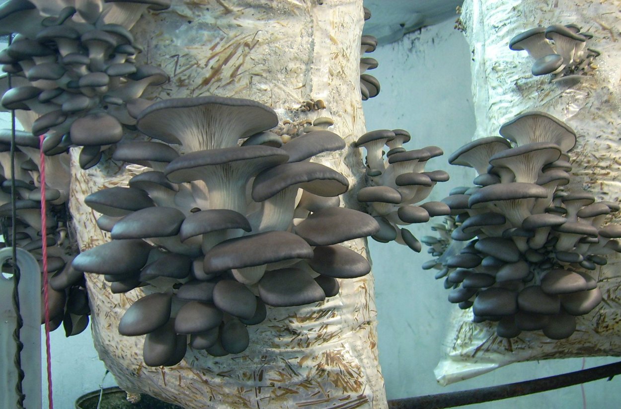 Выращивание грибов вешенка