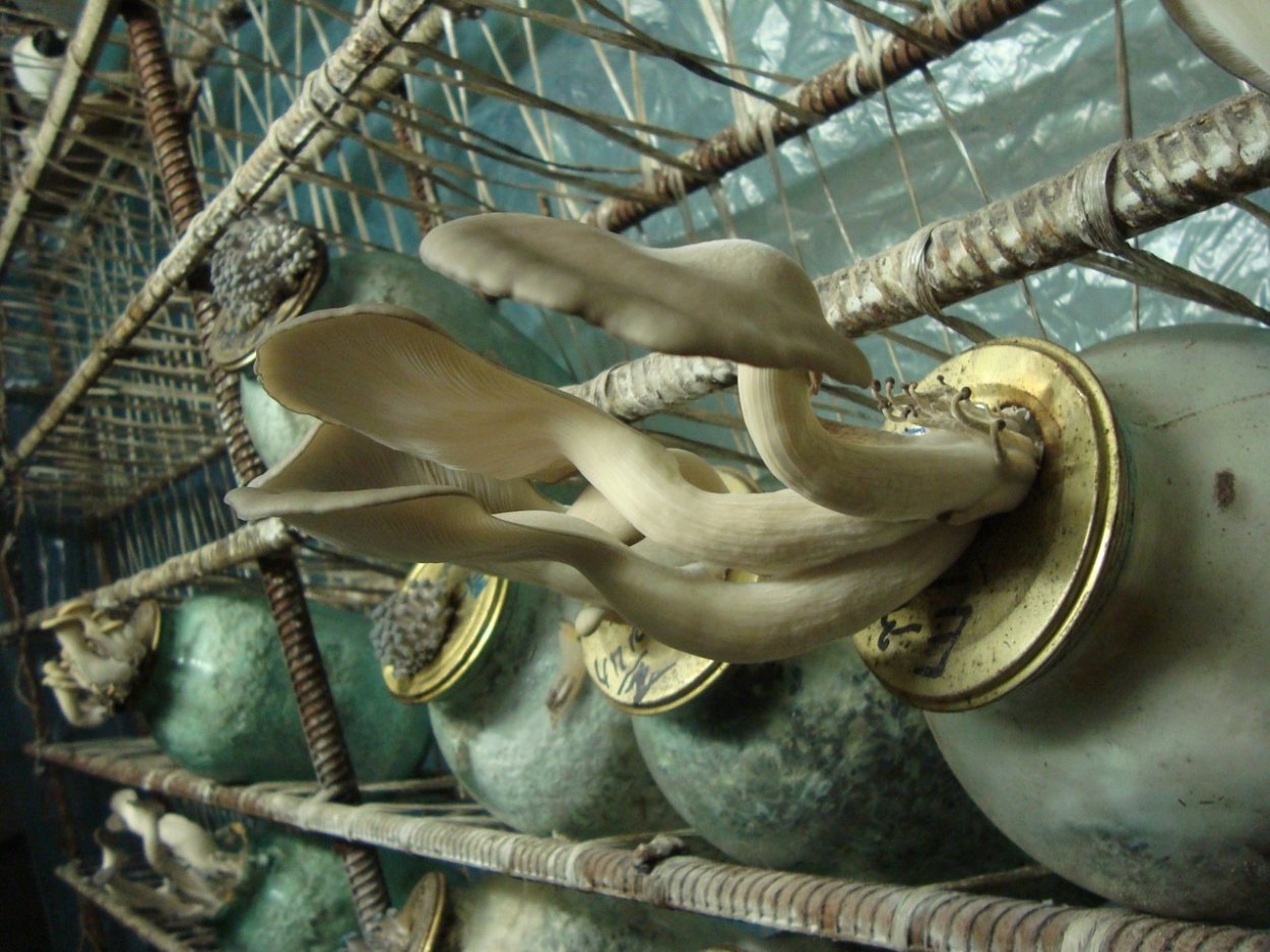 Чёрный принц штамм вешенки