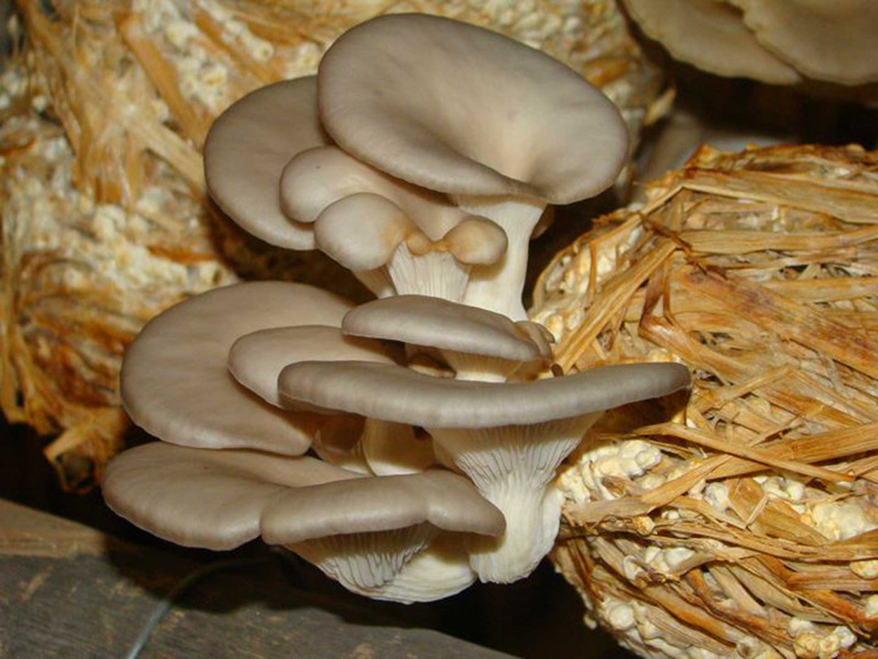 Гименофор вешенки