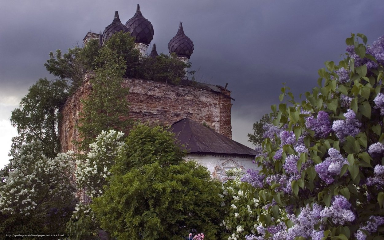 Смоленск собор сирень