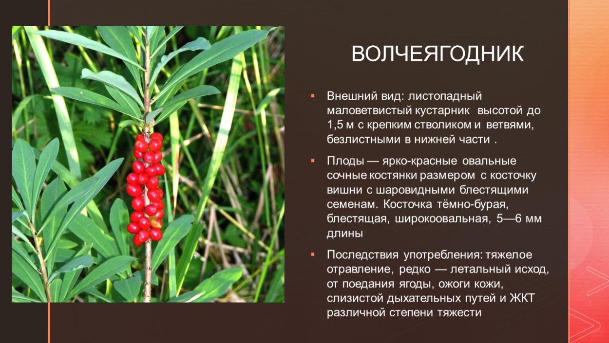 Костяника Лесная