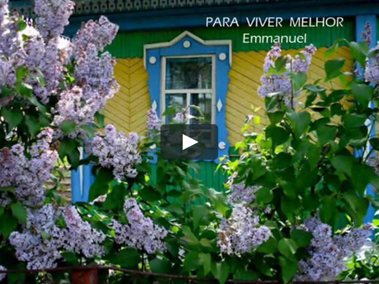 Расцвела сирень черемуха в саду