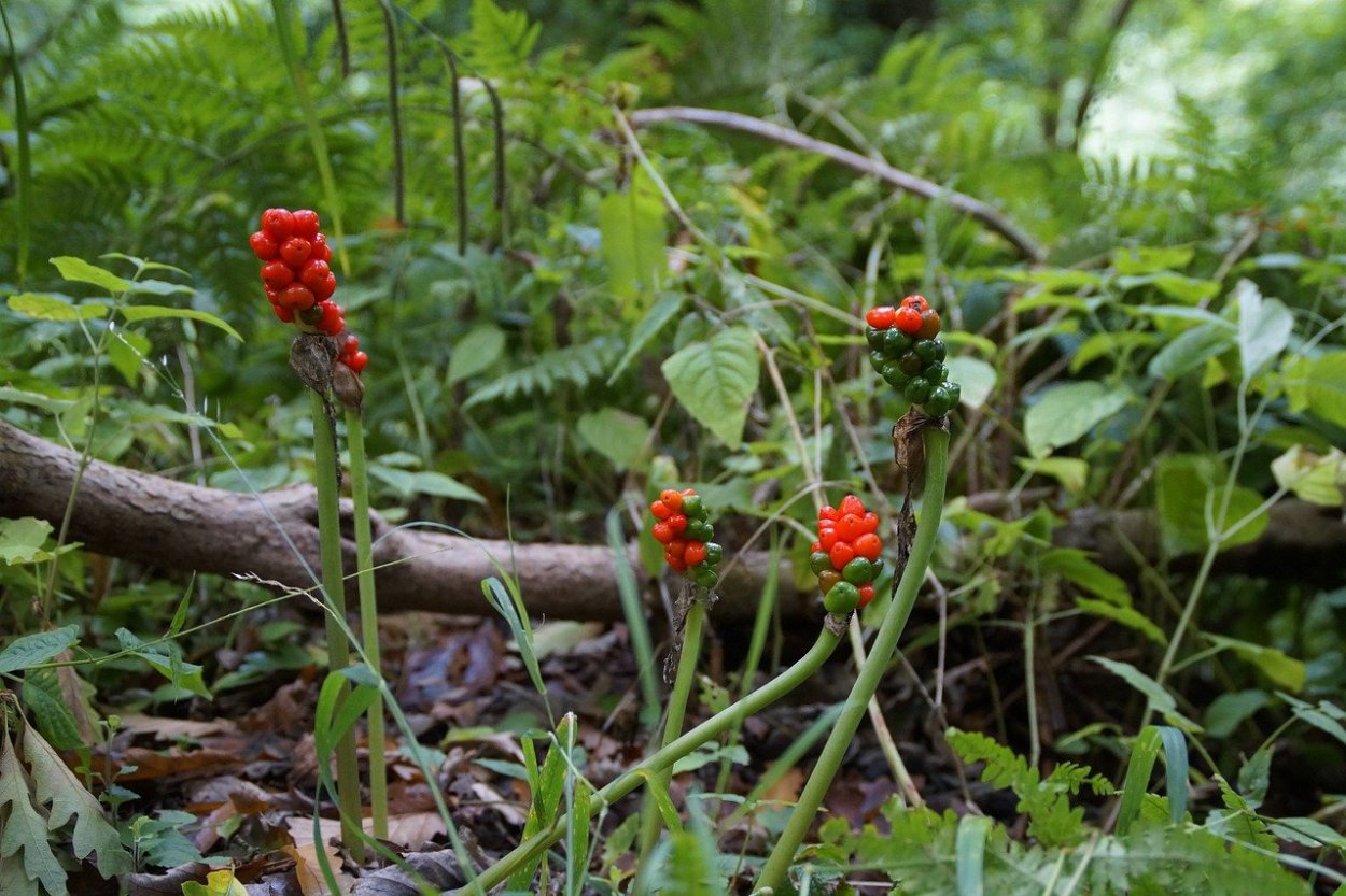 Вороний глаз борщевик