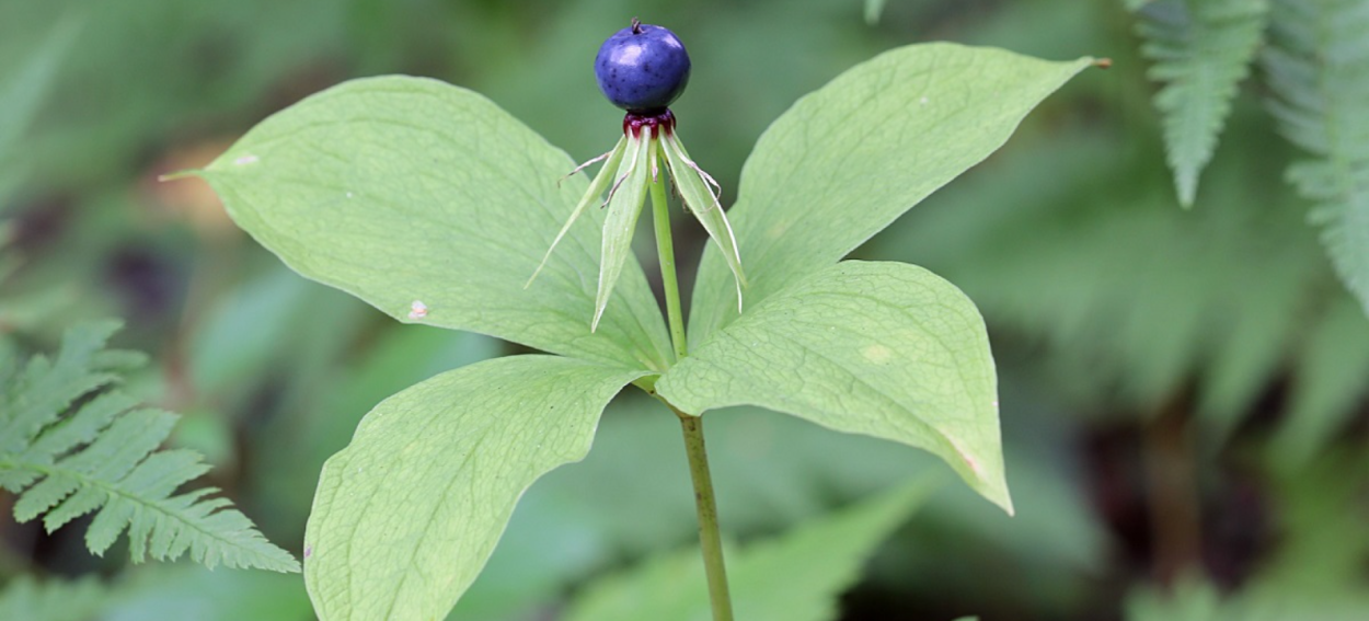 Гриб с кровавыми каплями