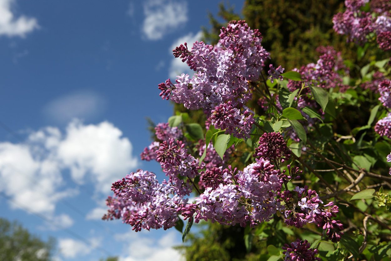 Машук сирень