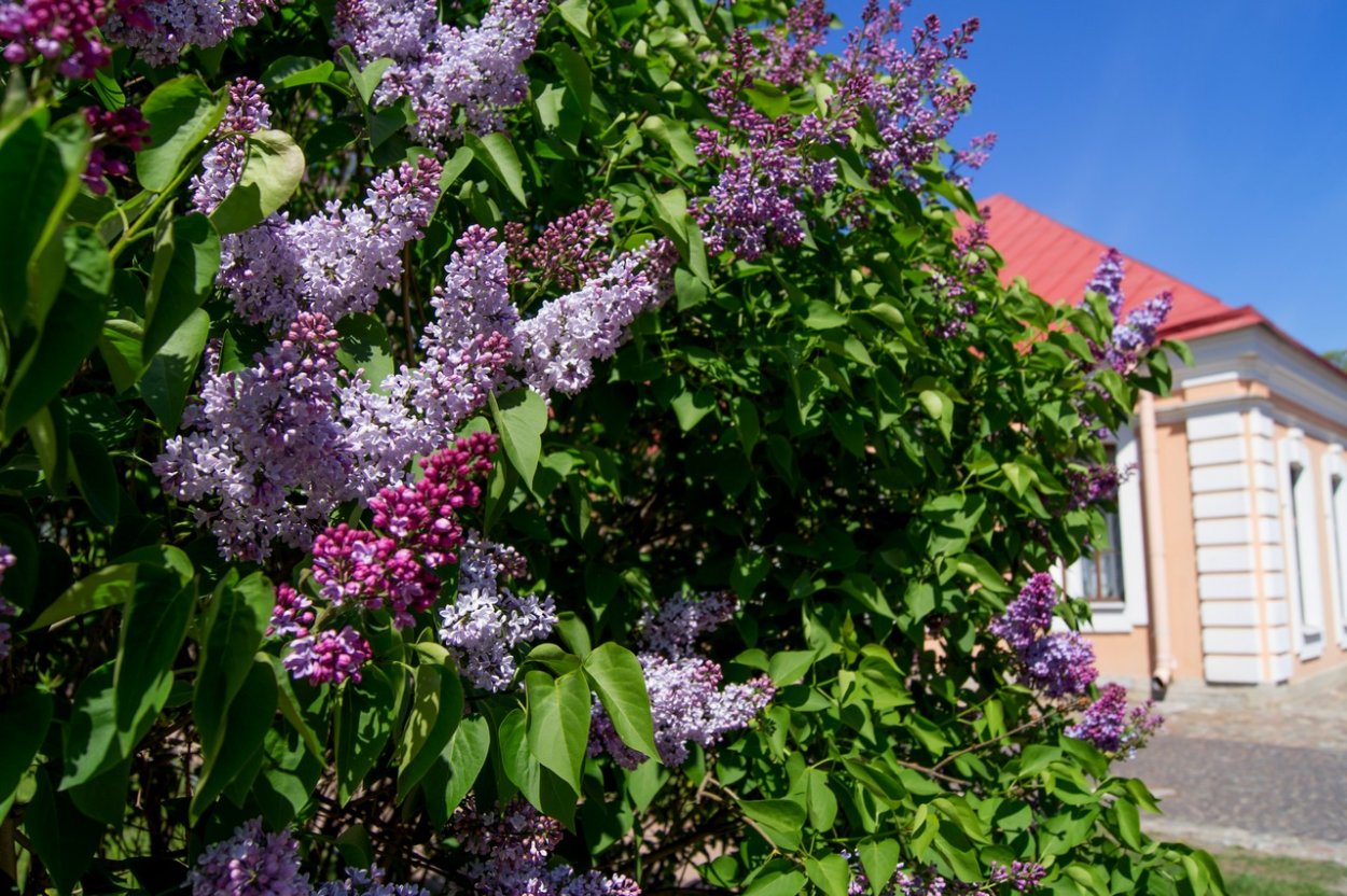 Сирень в Тарханах