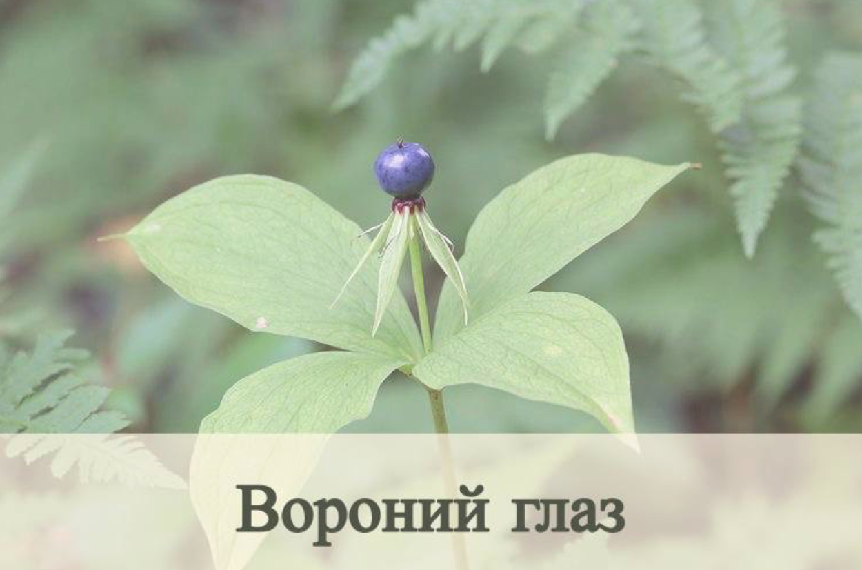 Волчеягодник обыкновенный