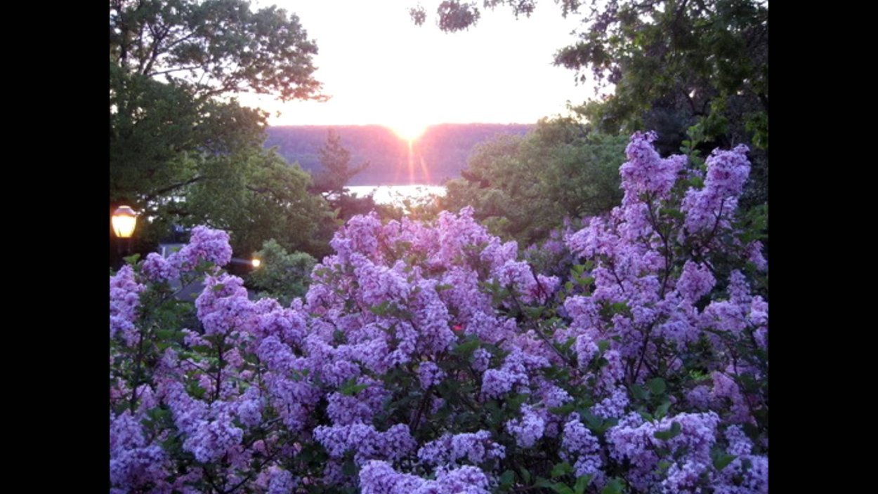 Фиолетовый куст