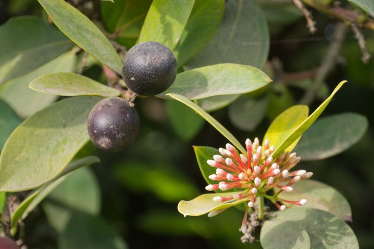 Вороний глаз четырехлистный формула цветка