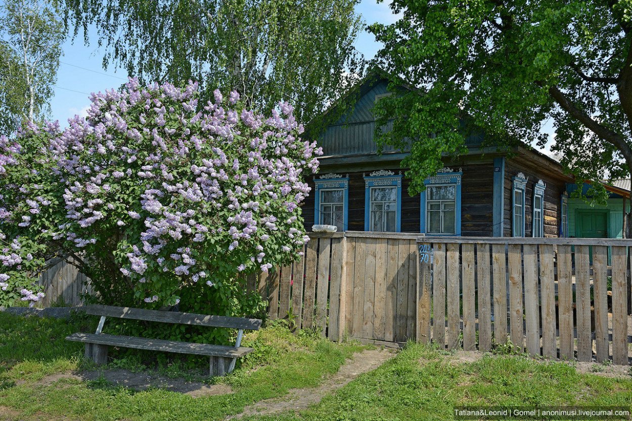 Деревня Немятово сирень