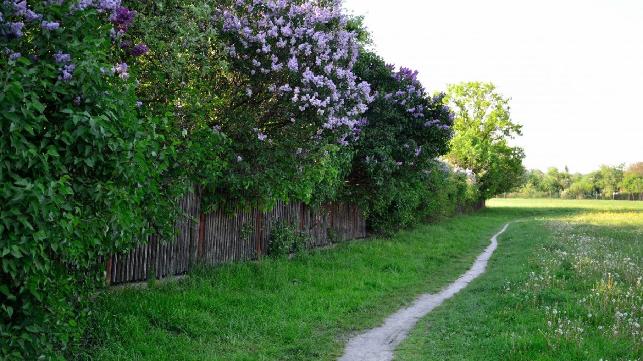 Живая изгородь из сирени обыкновенной