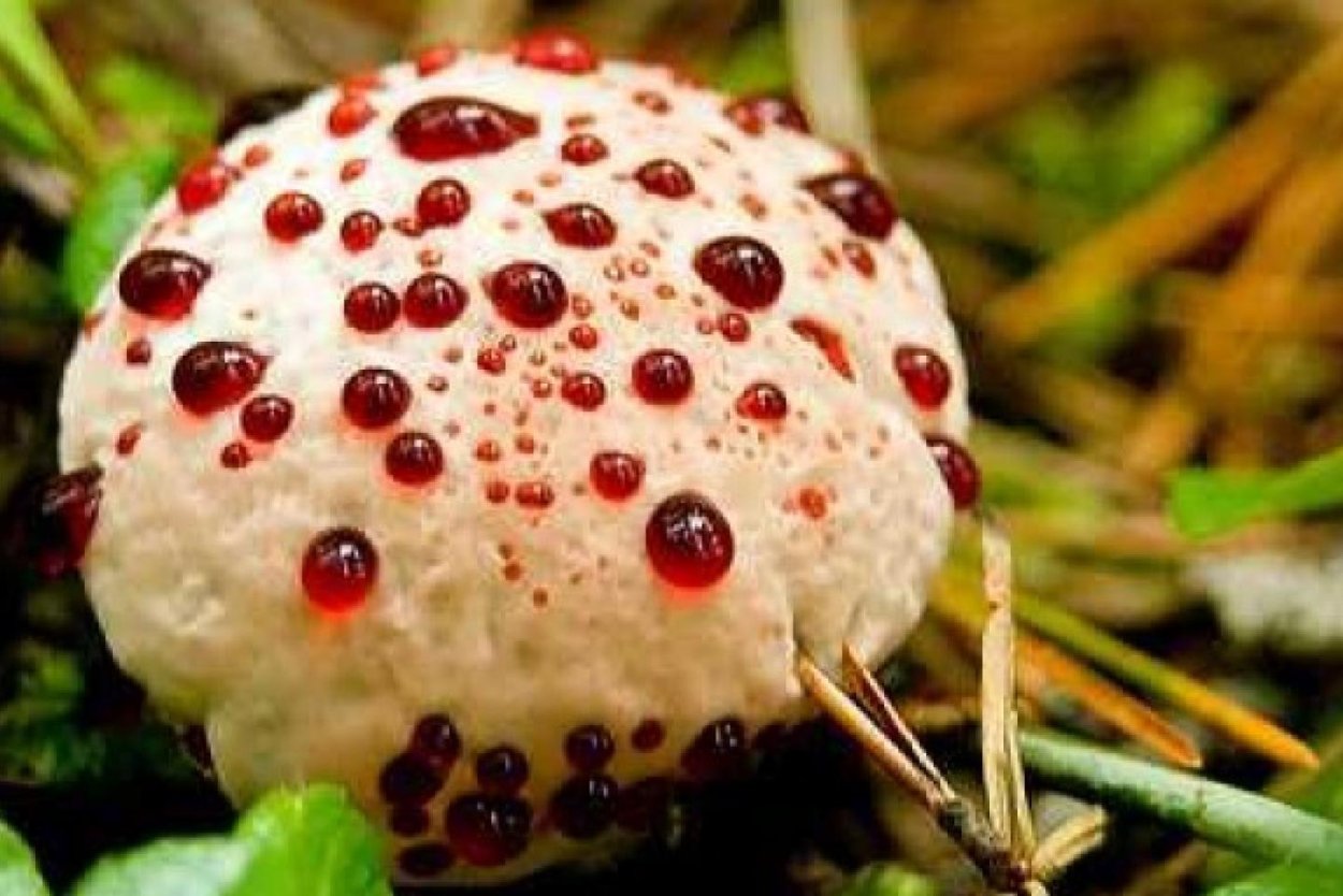 Паслен Сараха сады России