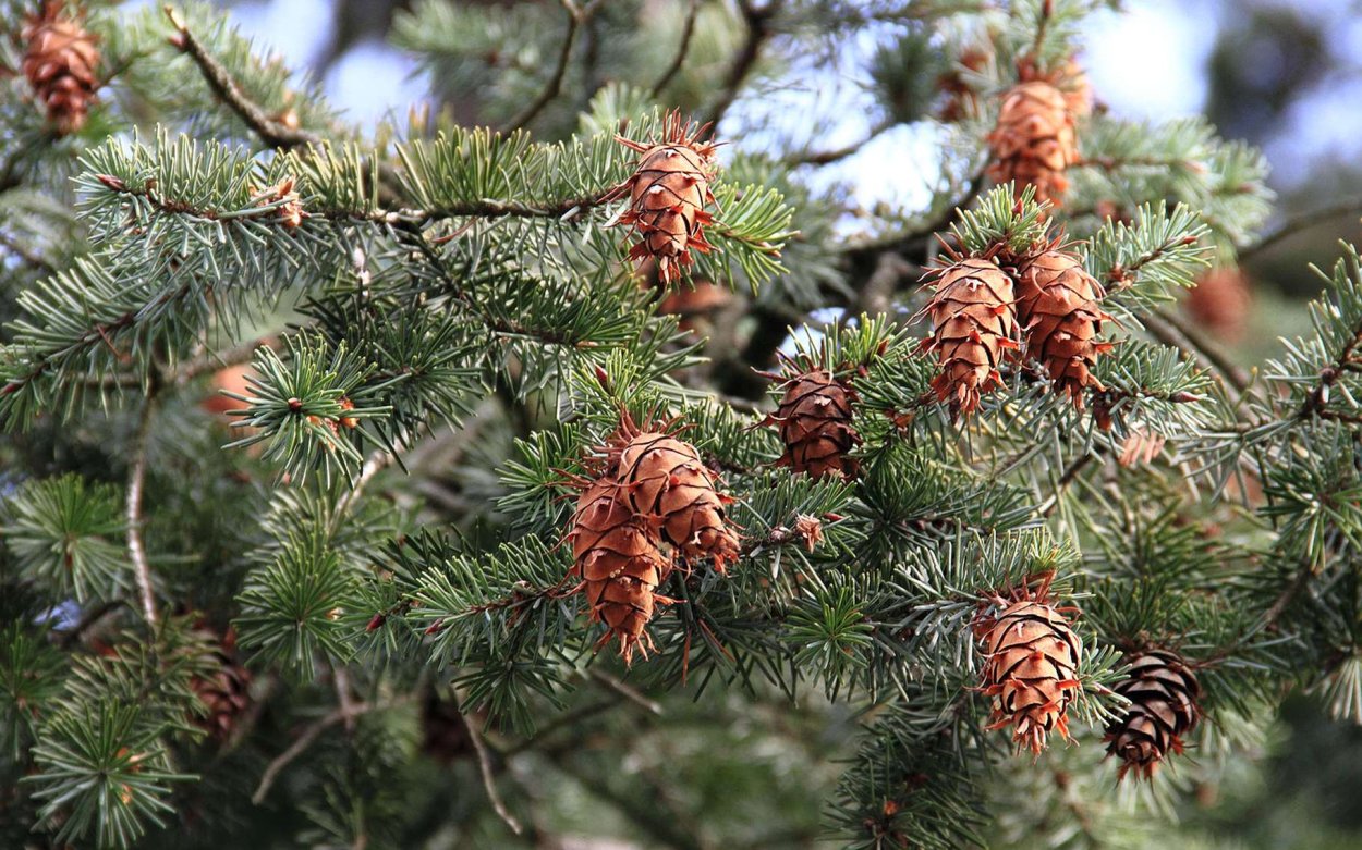 Псевдотсуга Мензиса Pseudotsuga menziesii glauca