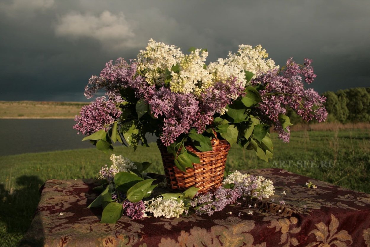 Сирень петербурженка