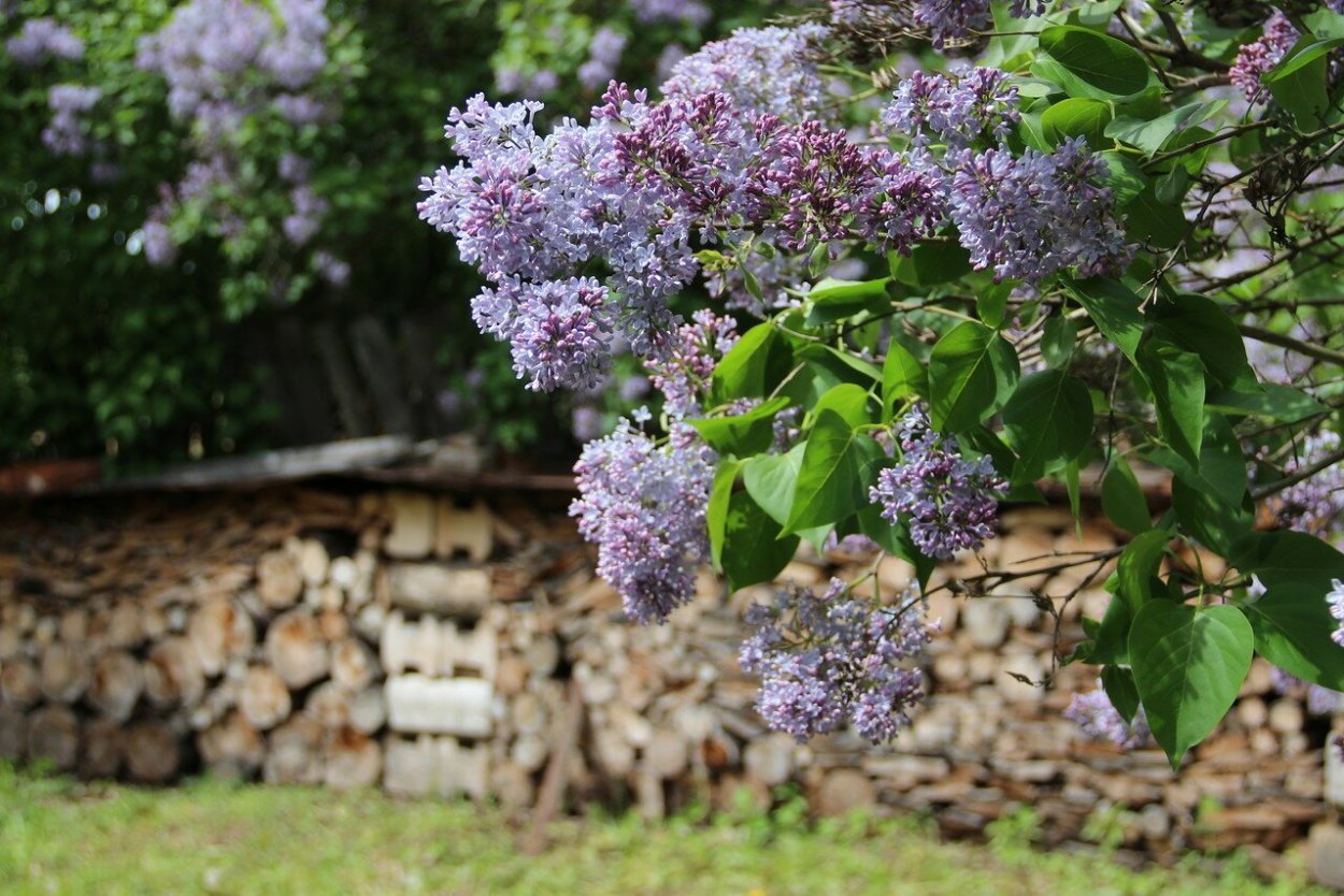 Сирень Генри