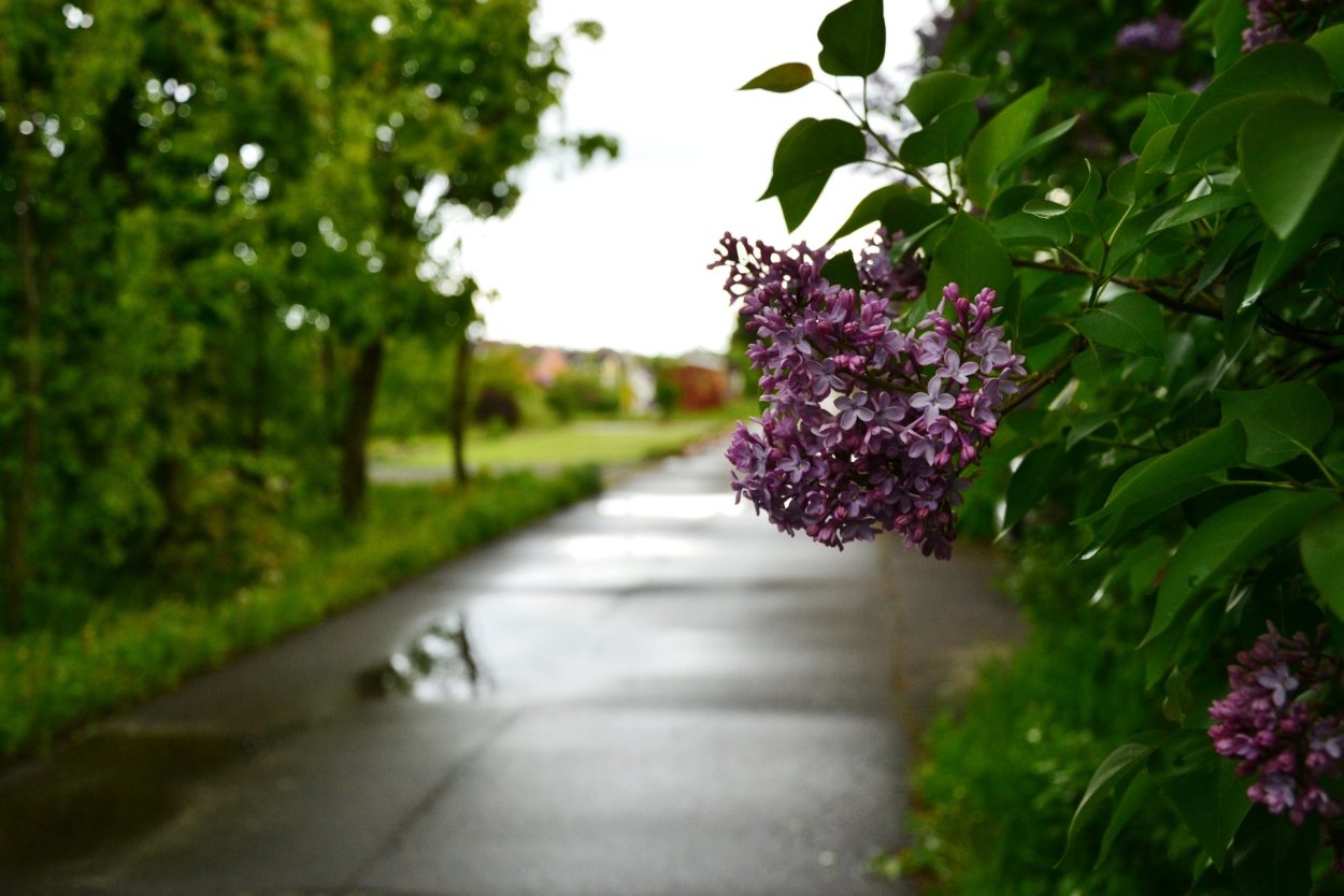 Сирень Челюскинская