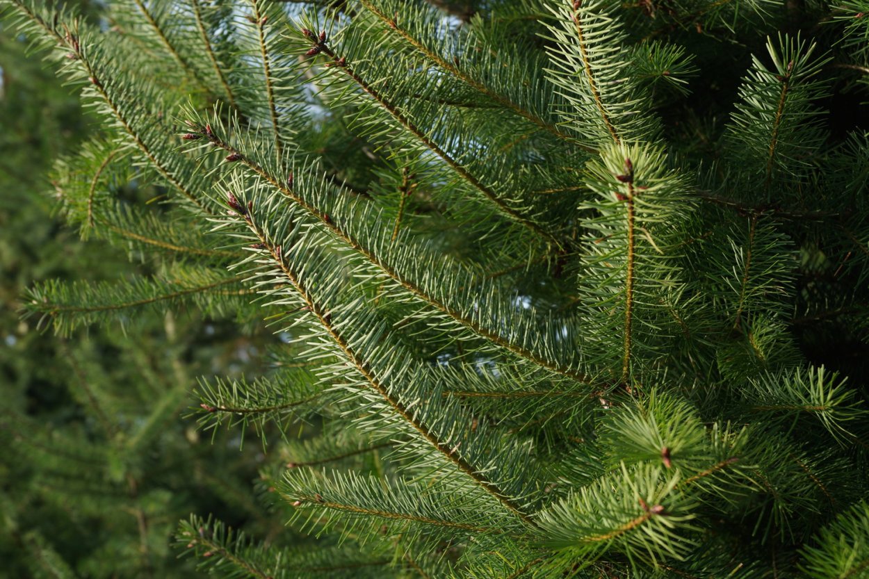 Pseudotsuga menziesii var. Glauca