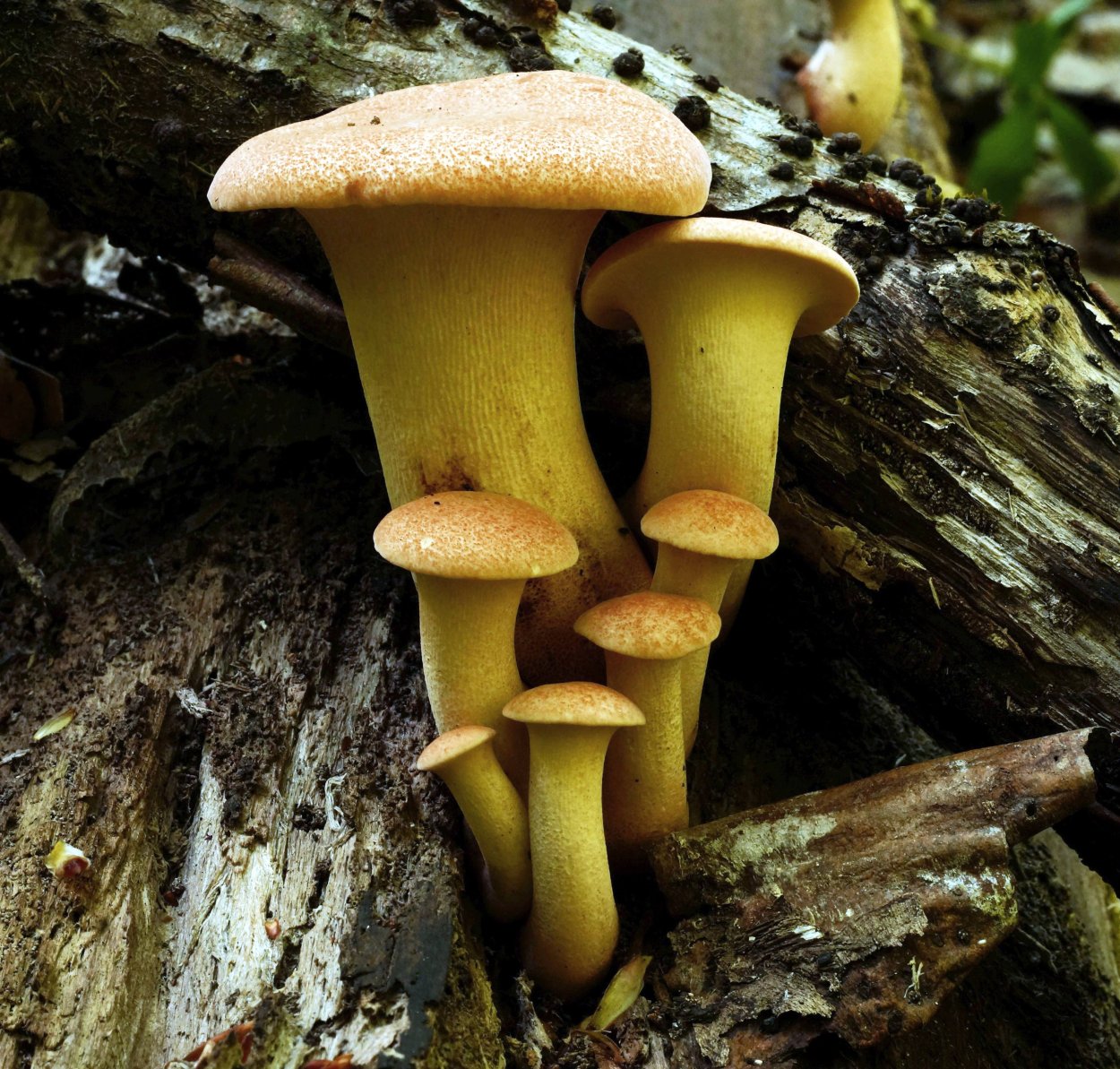 Пилолистник съедобный ароматный