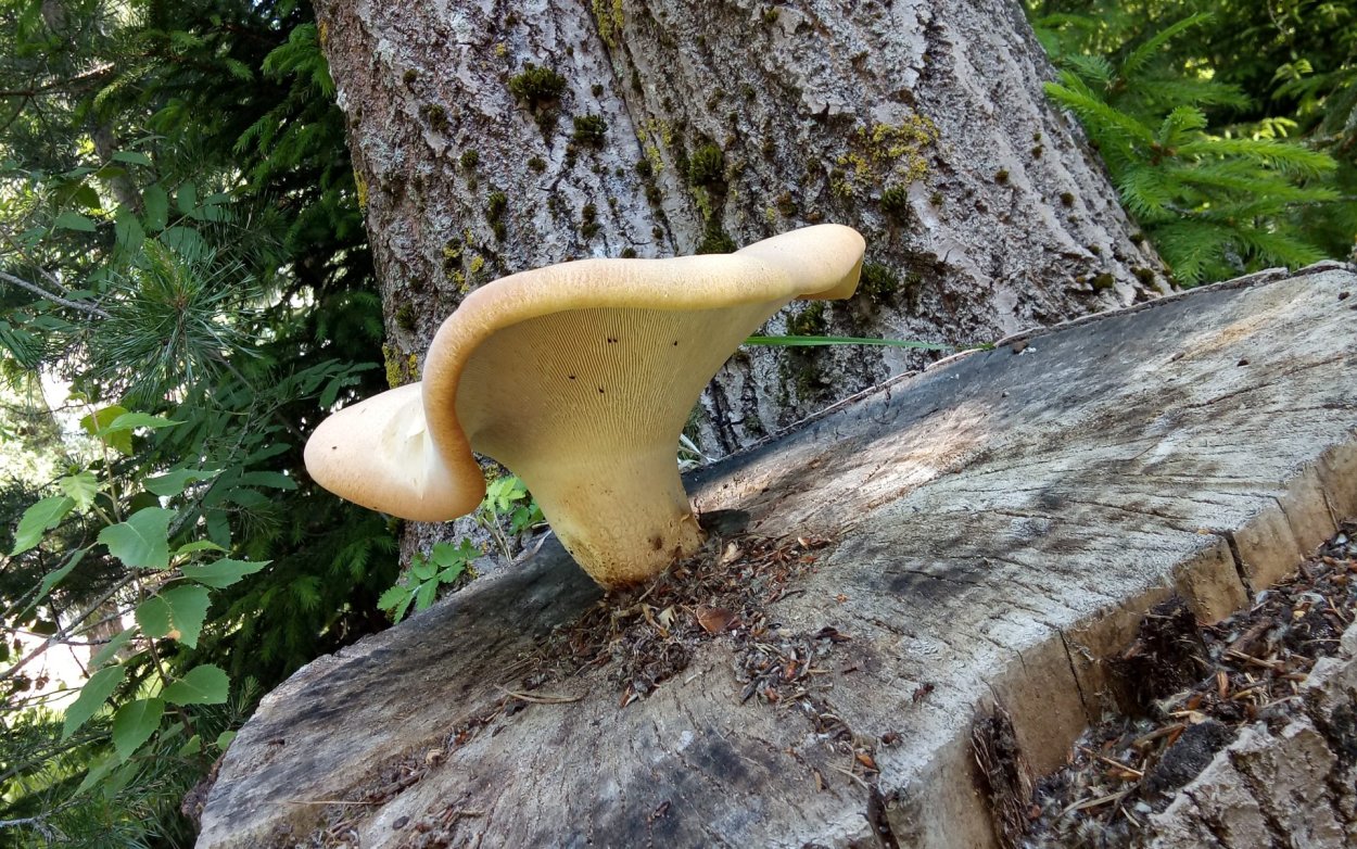 Пилолистник бокаловидный