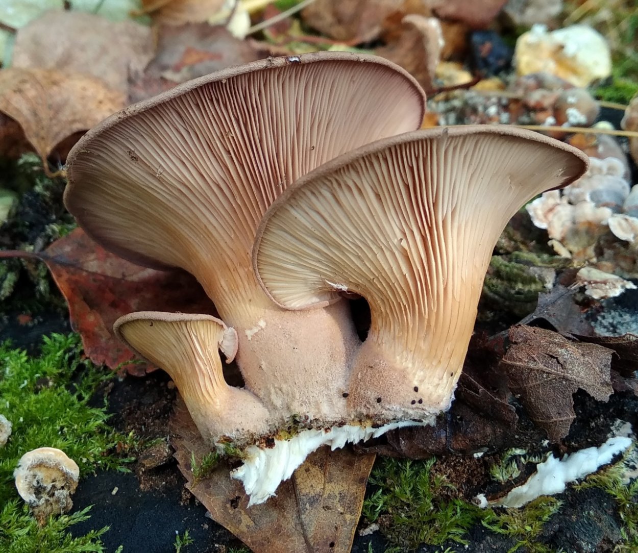 Панус щетинистый